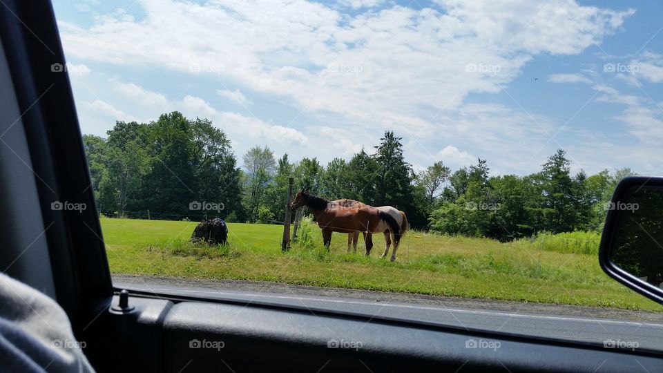 A couple of horses