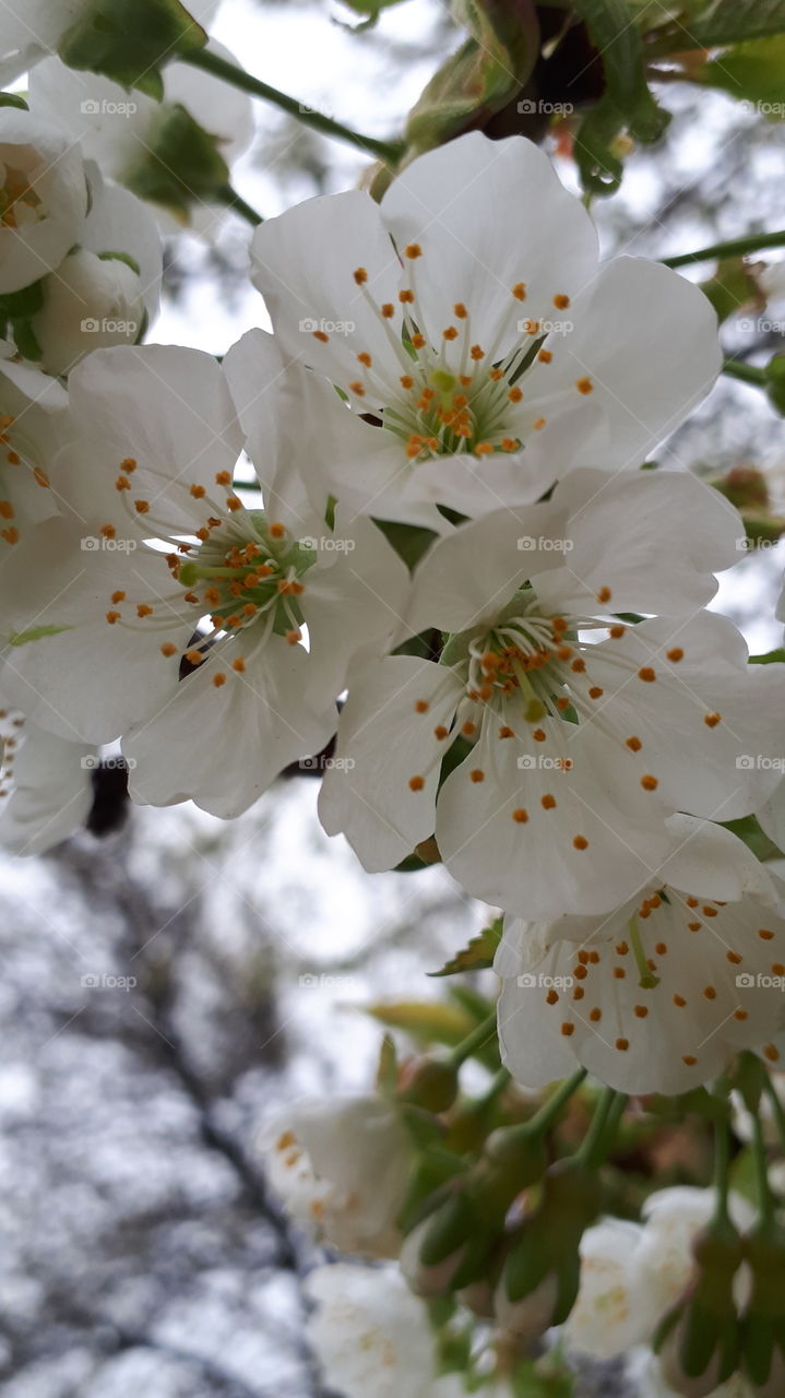 cherry tree blooms