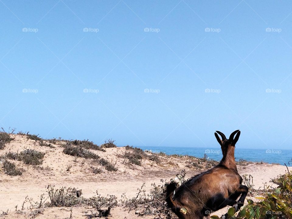 Goat and beach