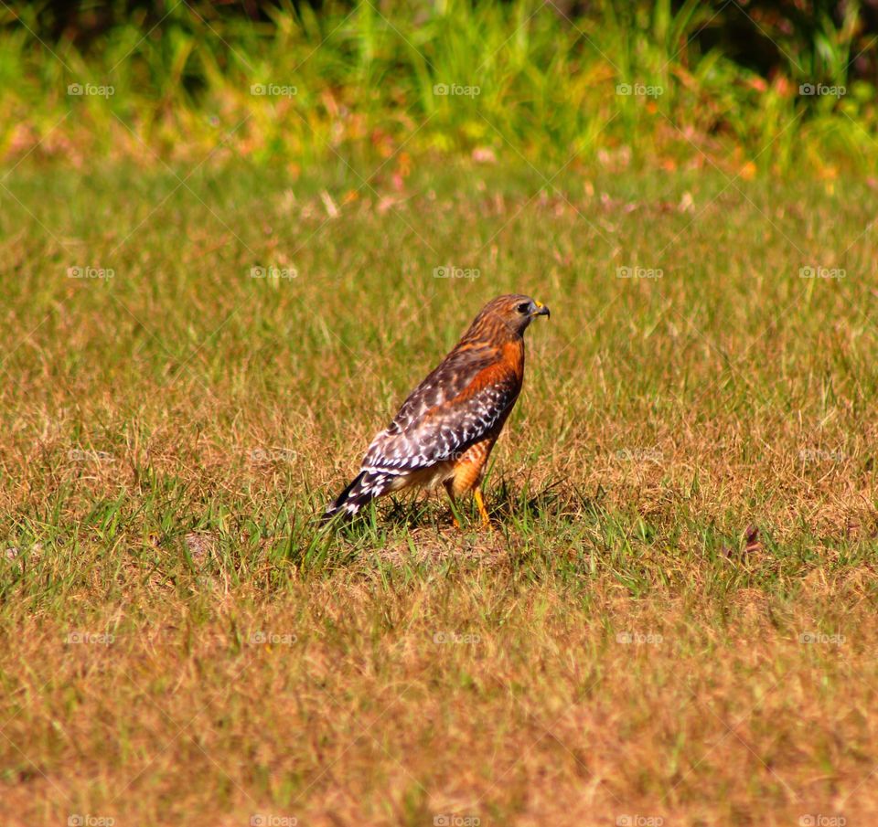 Side view of hawk on the ground