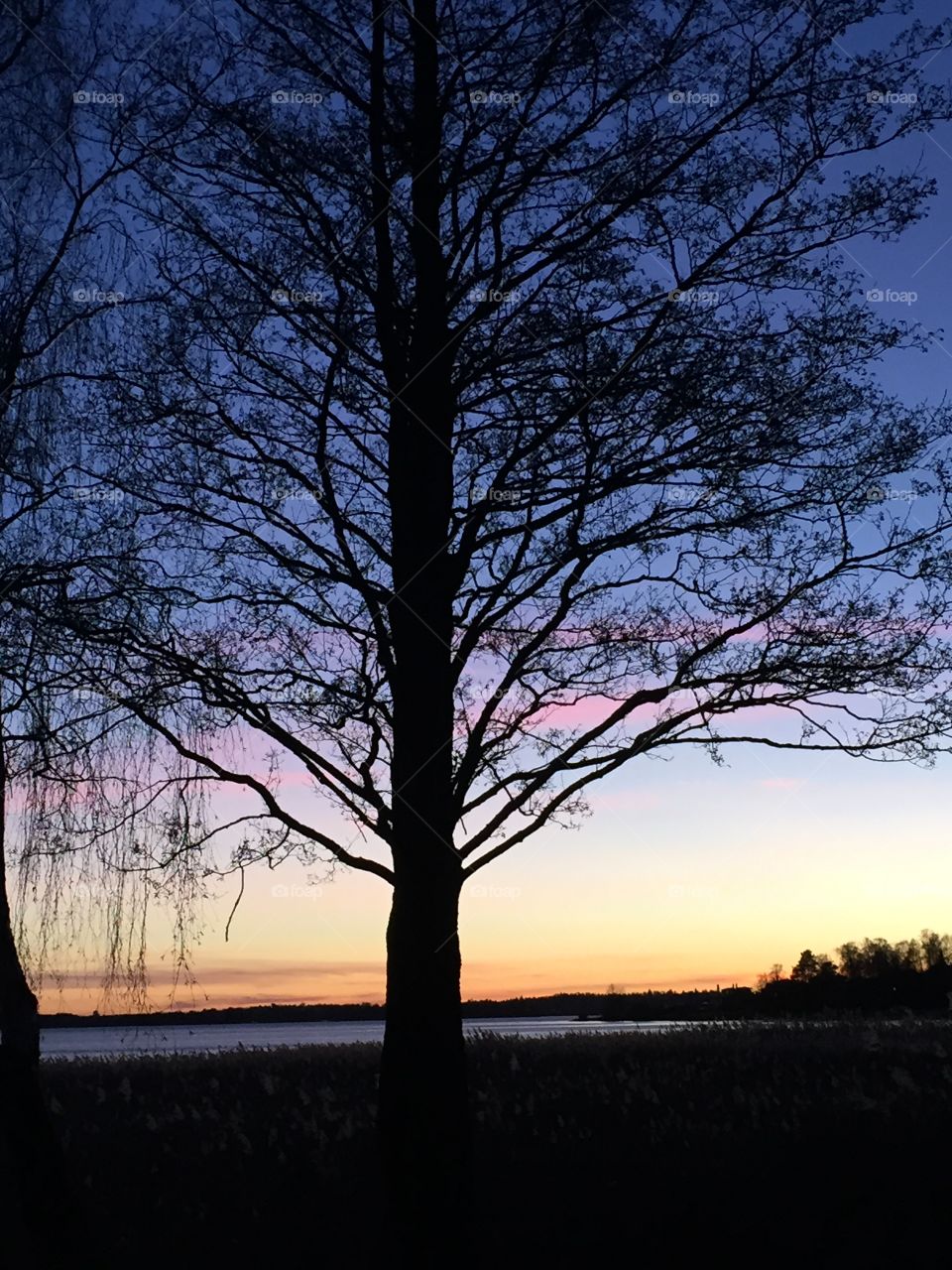 Lonely tree. Lonely tree