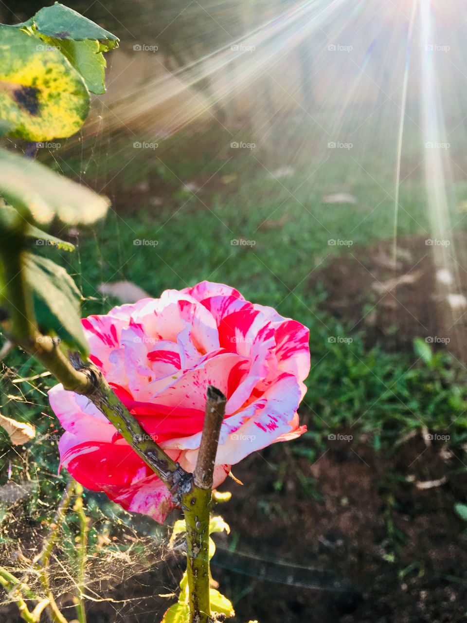 🇧🇷A beleza da natureza retratada com o brilho do sol iluminando as flores do jardim! / 🇺🇸The beauty of nature portrayed with the glow of the sun illuminating the garden flowers!