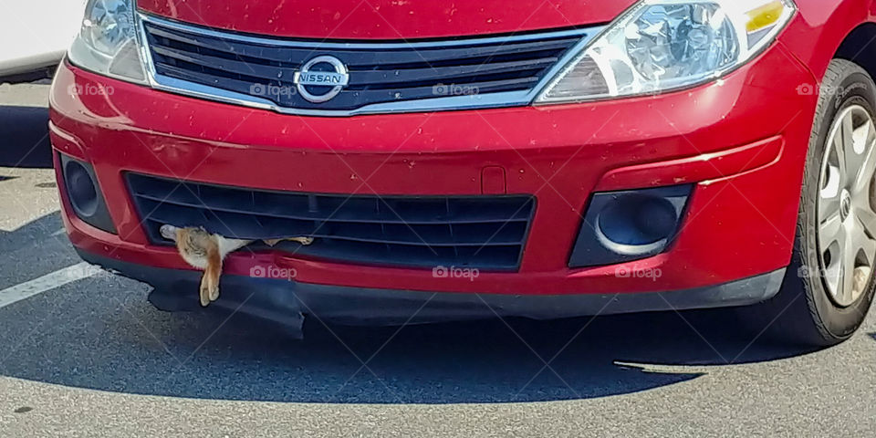 Roadkill in a grill. whoops! Nissan driver didn't even know. is it a fox or rabbit? Funny