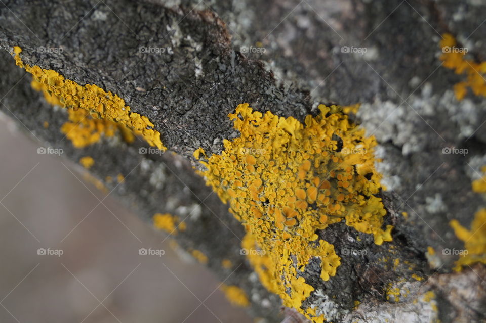 something strange on the tree