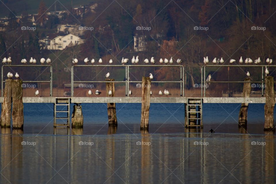 Seagulls perching on bridge railing