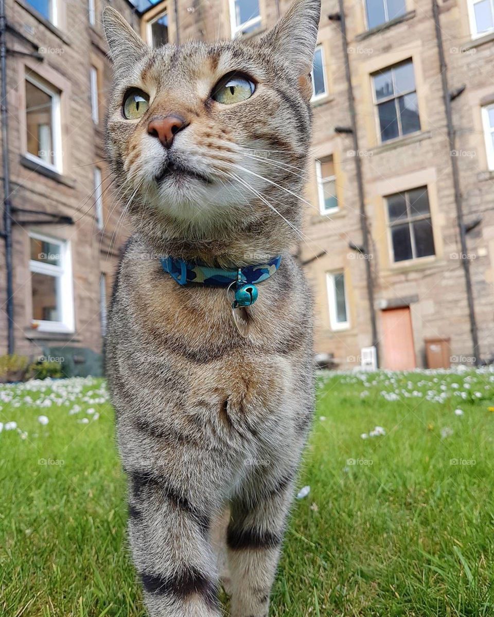 Portrait of cat on grass against building