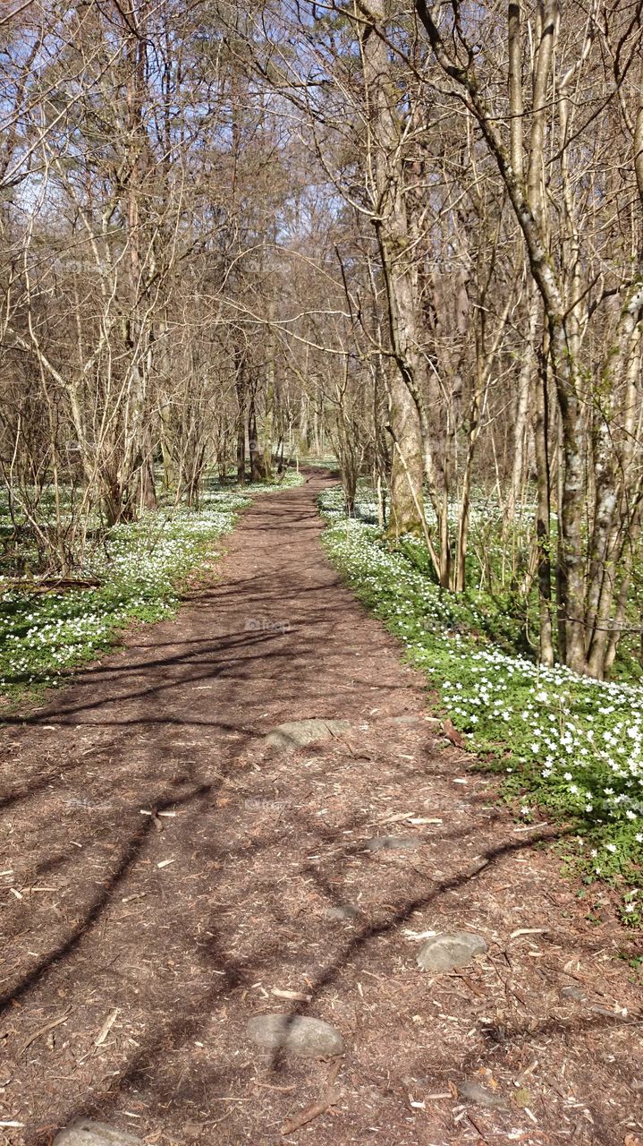 Footpath in spring at forest