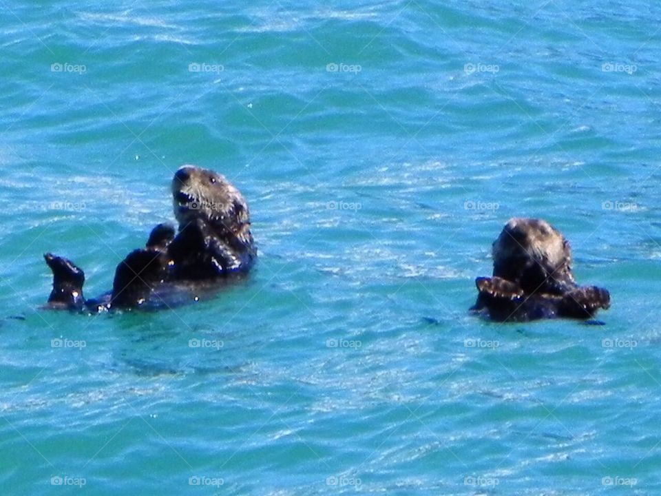 Alaska Sea Otters