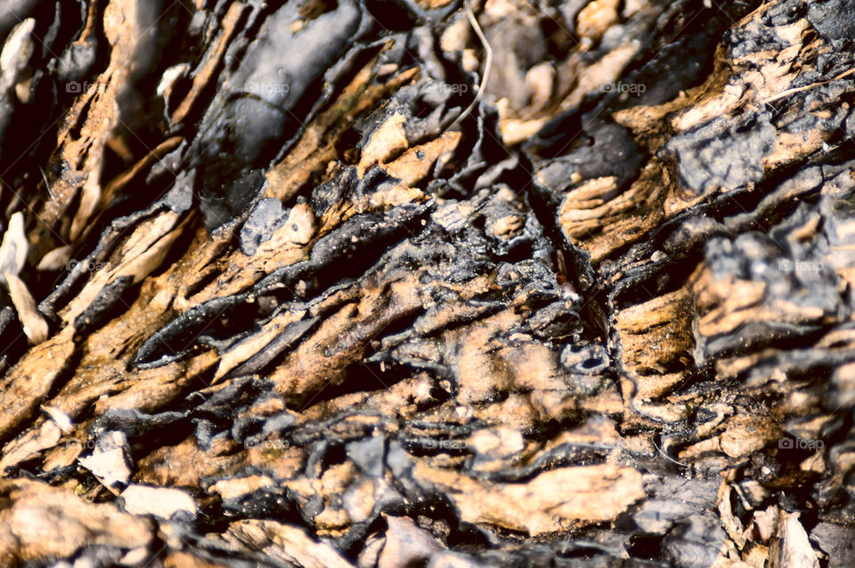 Deteriorating wood closeup texture photography of the natural process of wood tree stump 