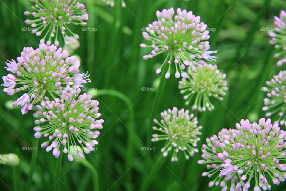 Flowers, pink, light green 