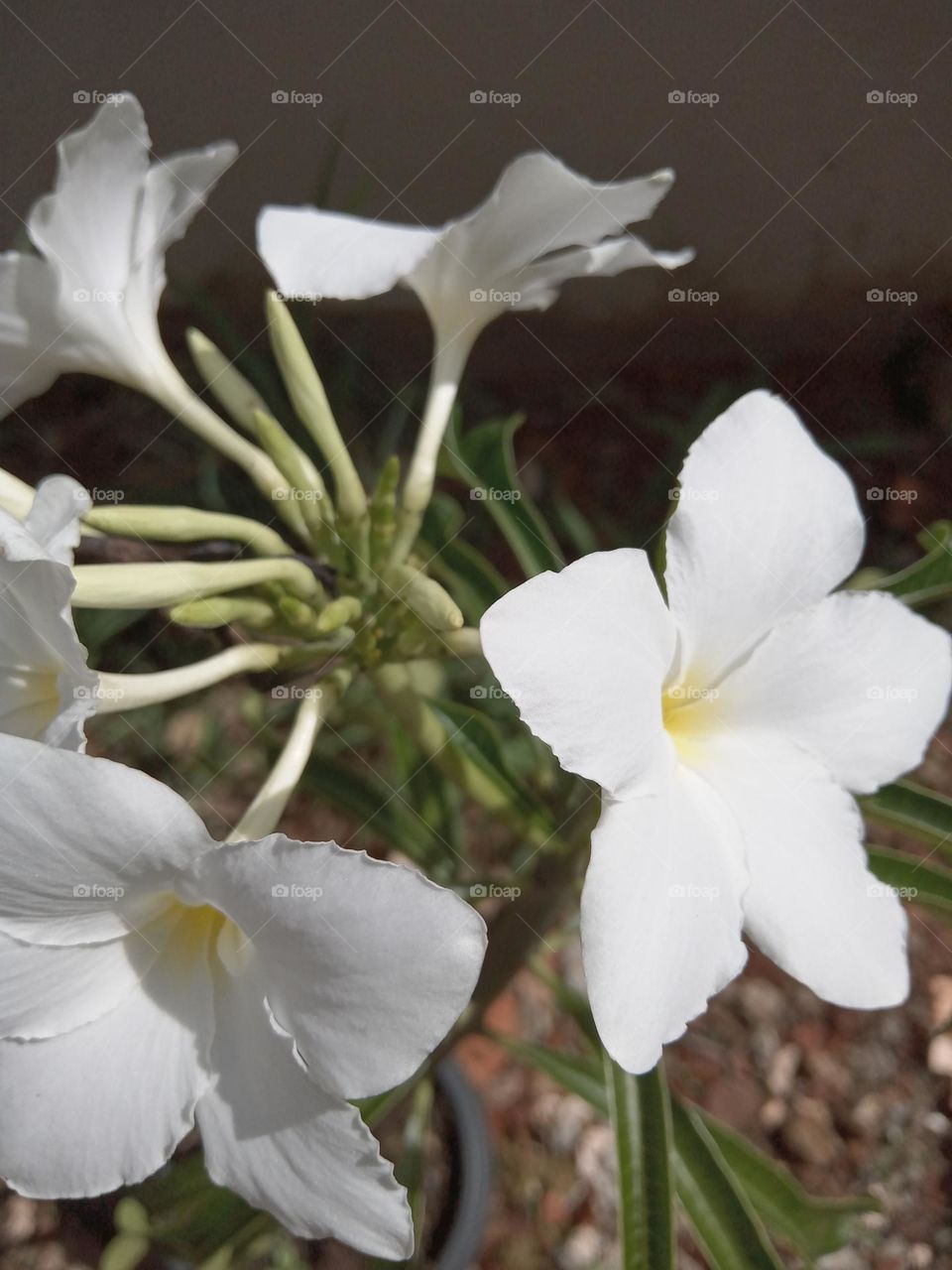 Jardin de mi cuñada!!