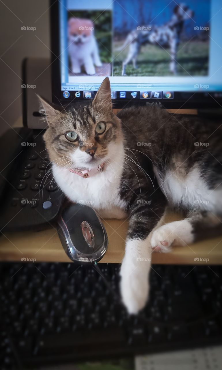 a cute cat on a computer's table with dogs photos as background