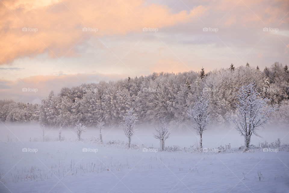 Winter wonderland in Krimulda, Latvia