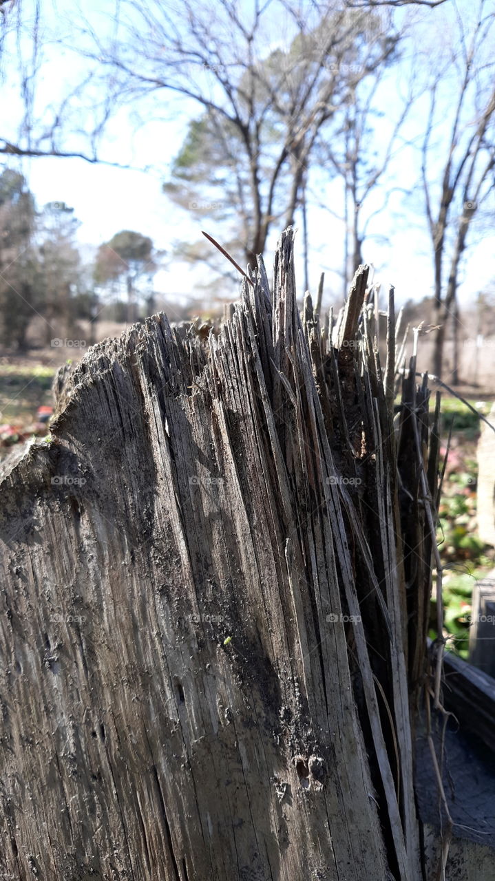 Wood Log with Spikes