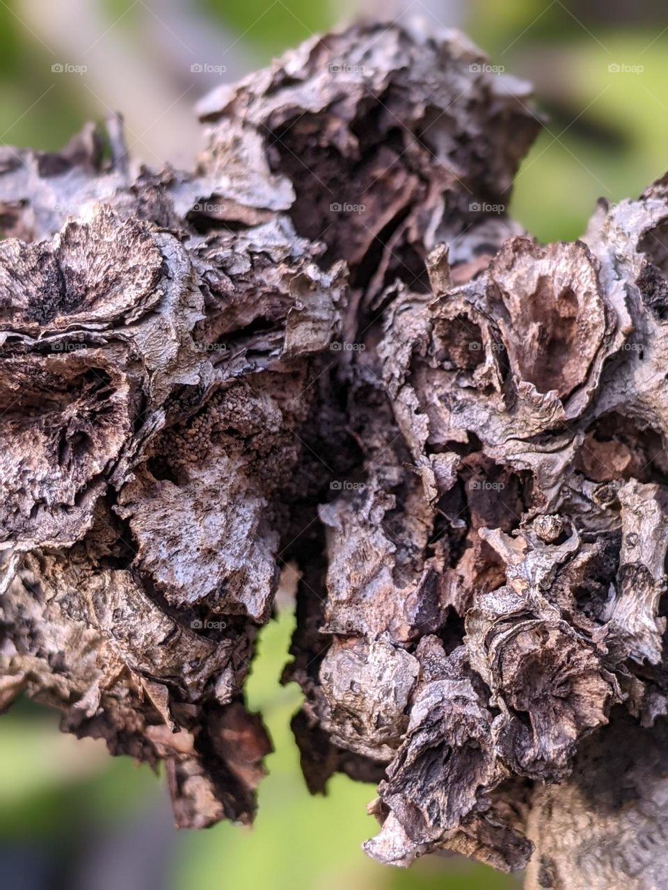 This is a dry, brittle and dead tree trunk.🪵😁