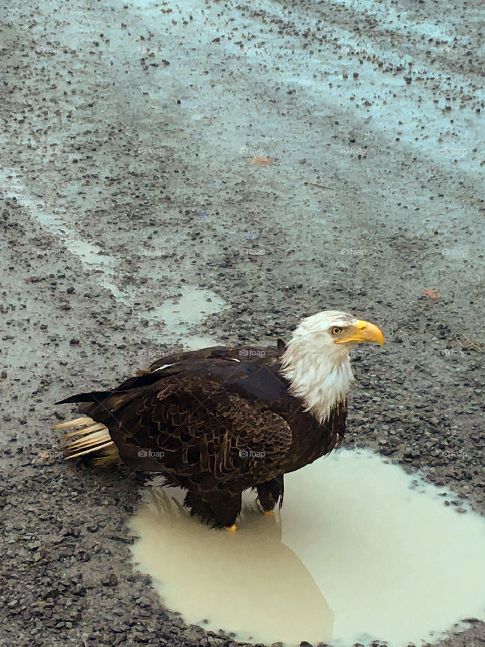 Bald eagle taking a bath 