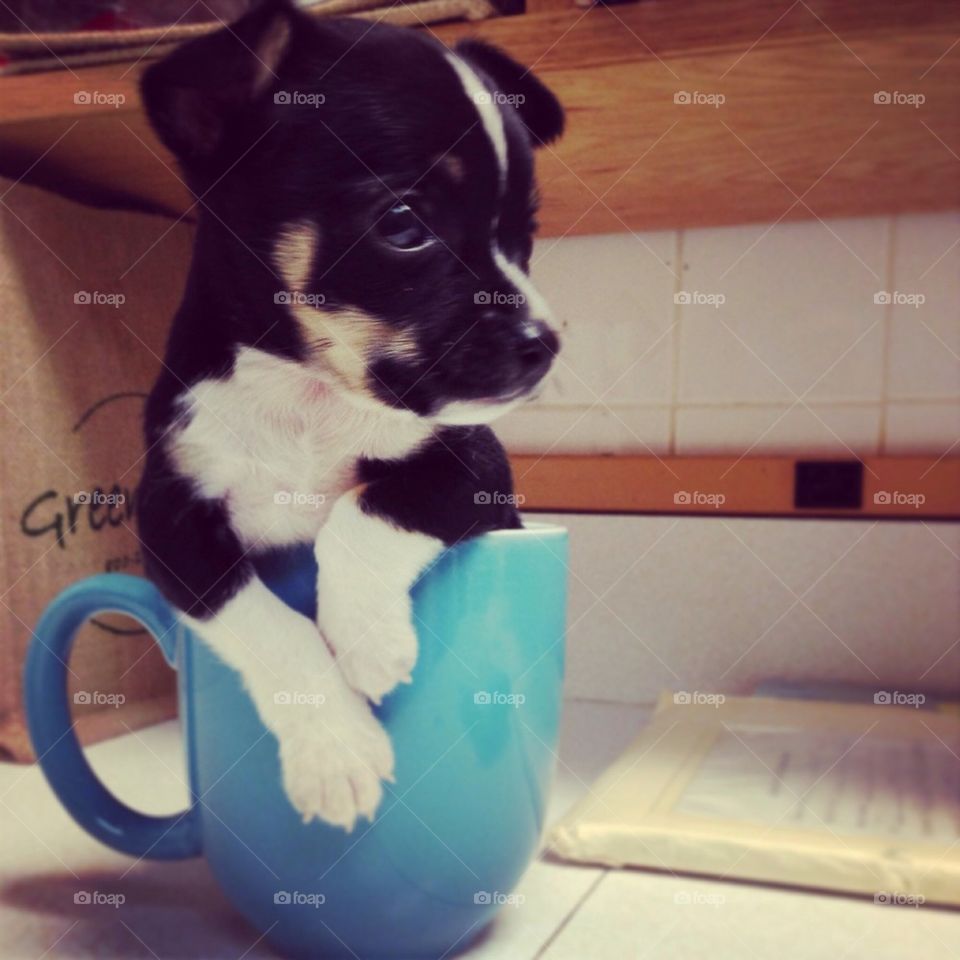 Pup in a cup