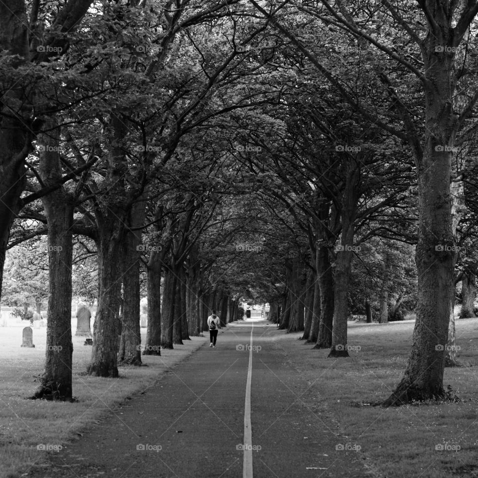 Tree lined walkway black and white