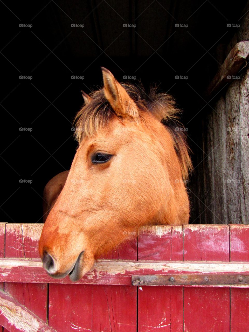 Horse in barn