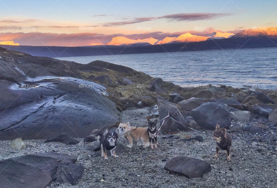 Dogs by the ocean