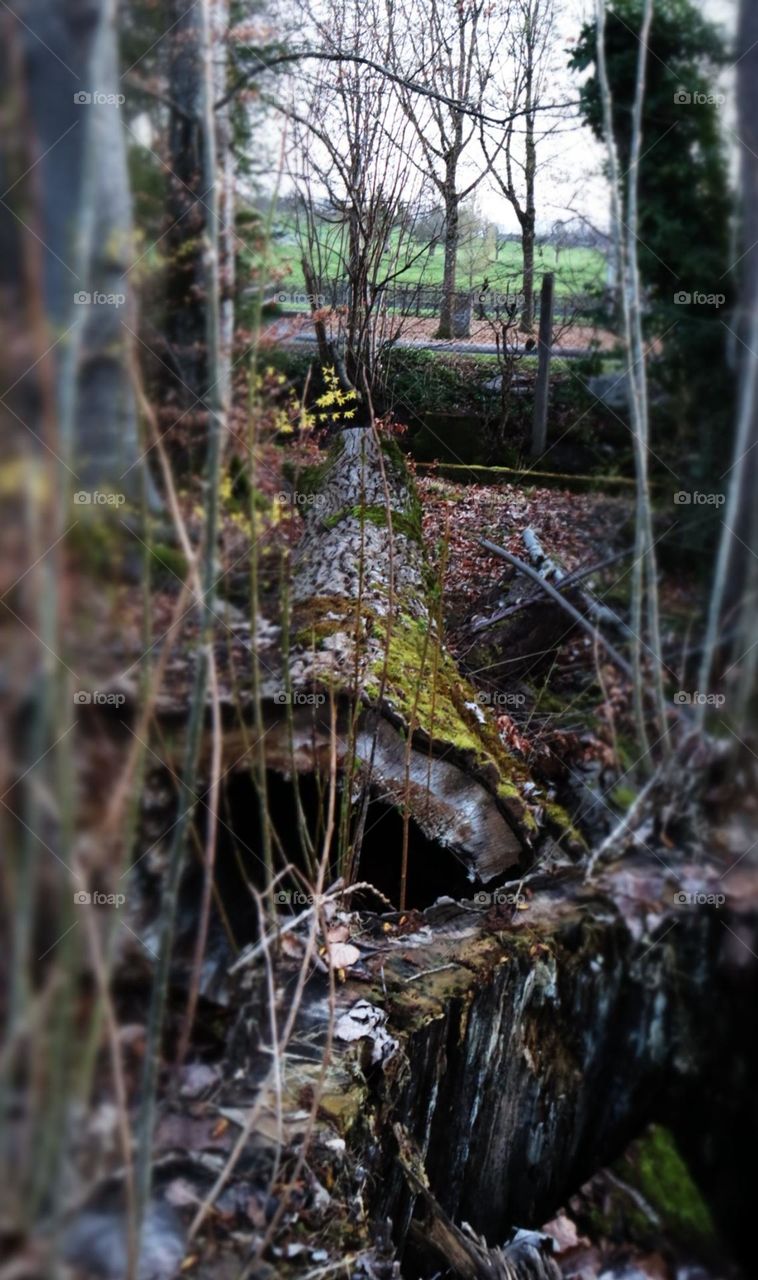 Das ist Unterschied zwieschen den Mensch und Baum. wenn Menschen Alt werden, werden sie Reif. Wenn Bäume Alt werden, werden sie Leer!