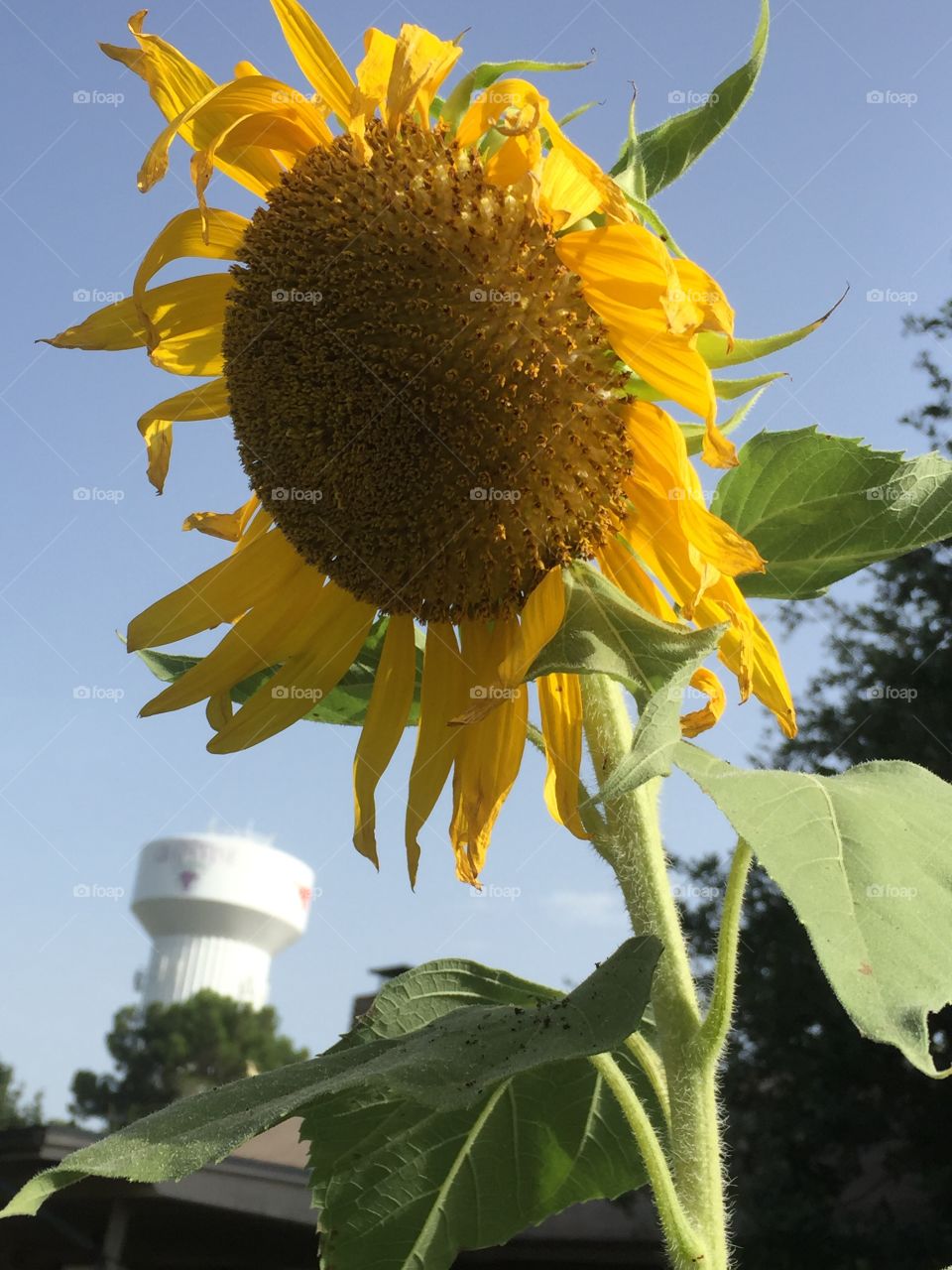 Sunflower