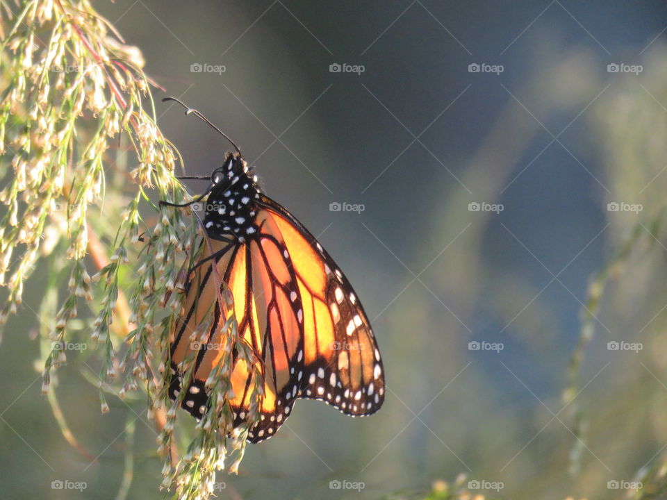 Monarch in the evening sun