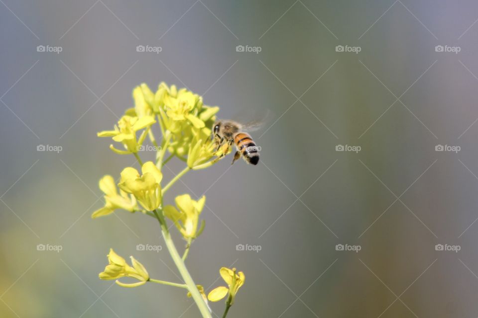 Bee on yellow flowers In Florida 