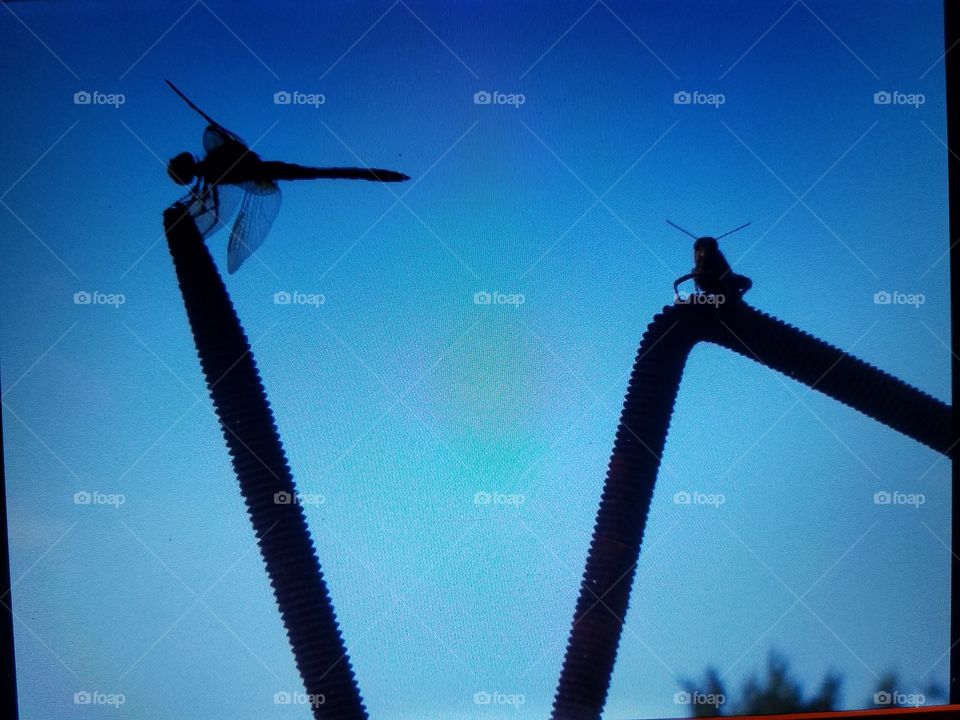 Dragonfly AND Grasshopper sitting on bent rebar hook at the same time! How often have you seen this? They've been there all day, now it's dusk.