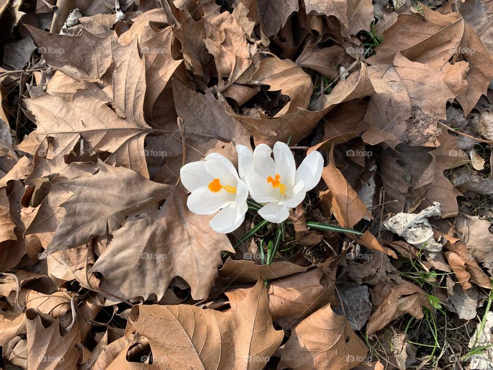 crocus among dry leaves