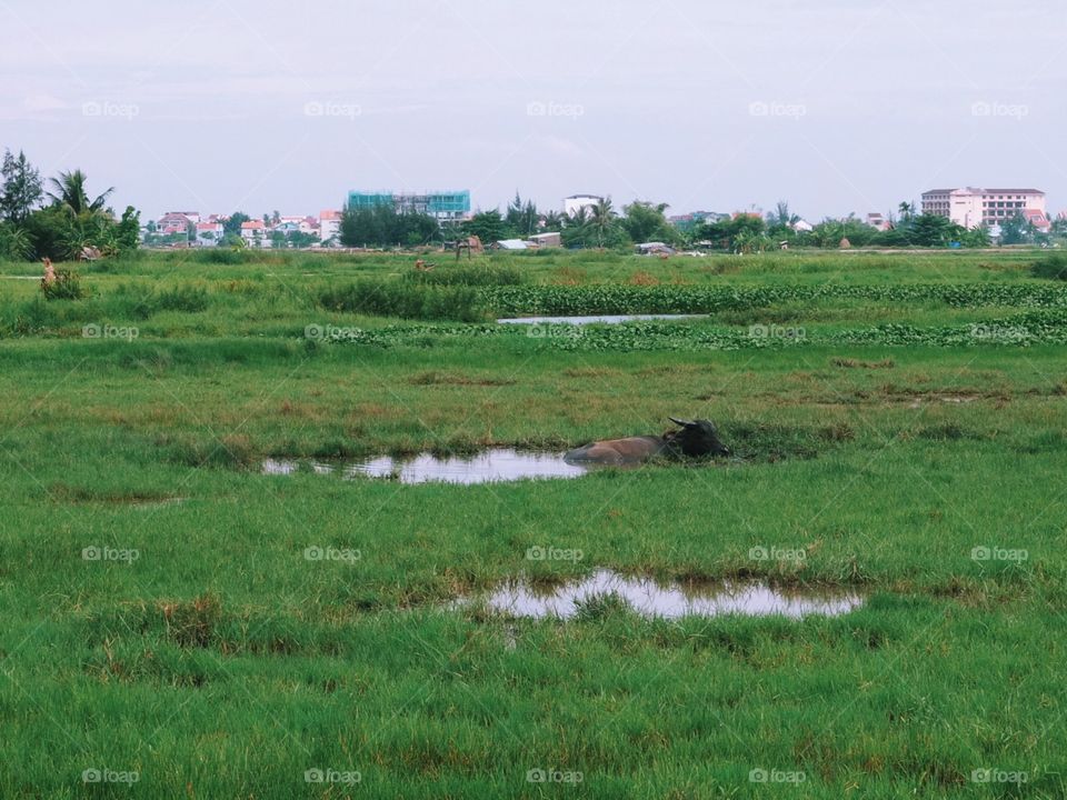 Landscape, Grass, No Person, Nature, Agriculture