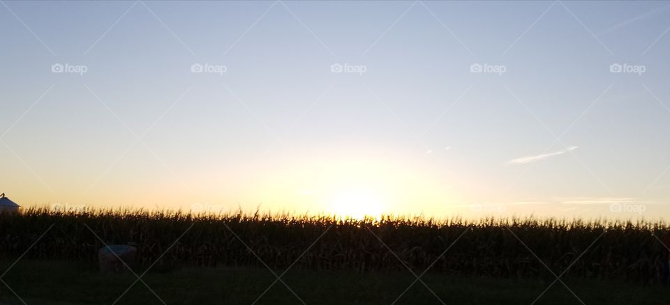 Cornfield sunset