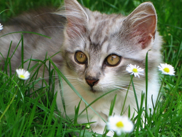 Slower cat 