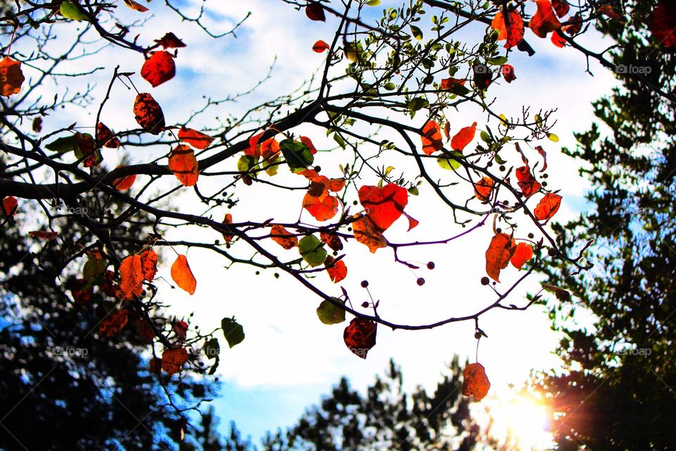 Scenic view of autumn leaves