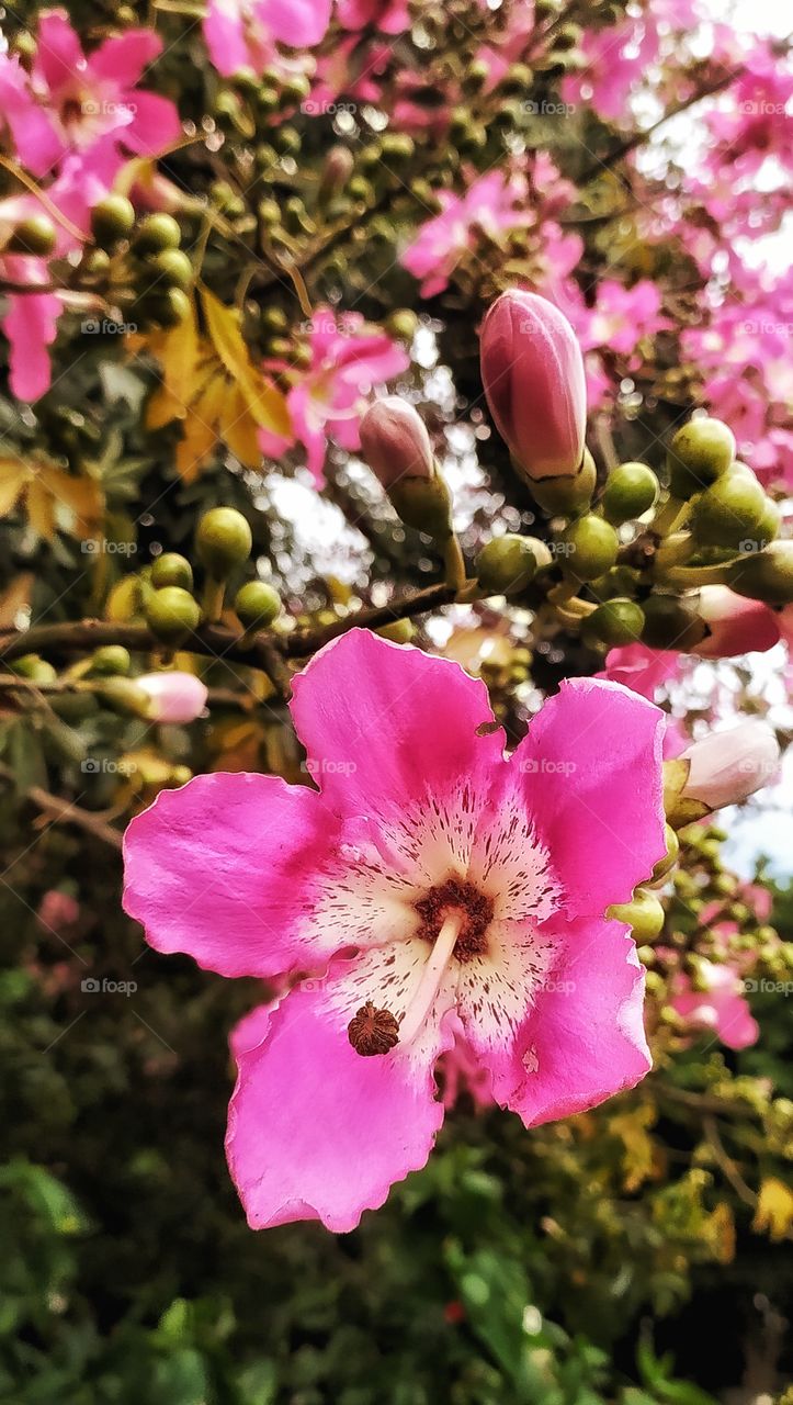 Pink spring flowers