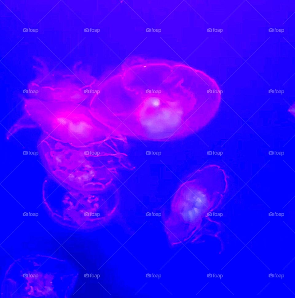Jellyfish Series