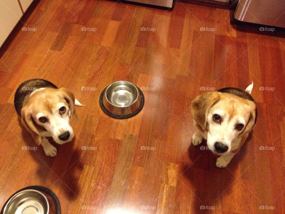 dogs hungry animals beagles by optostar