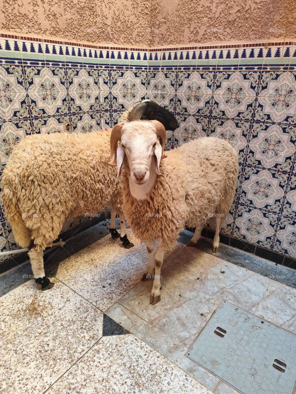 chapelle from morocco