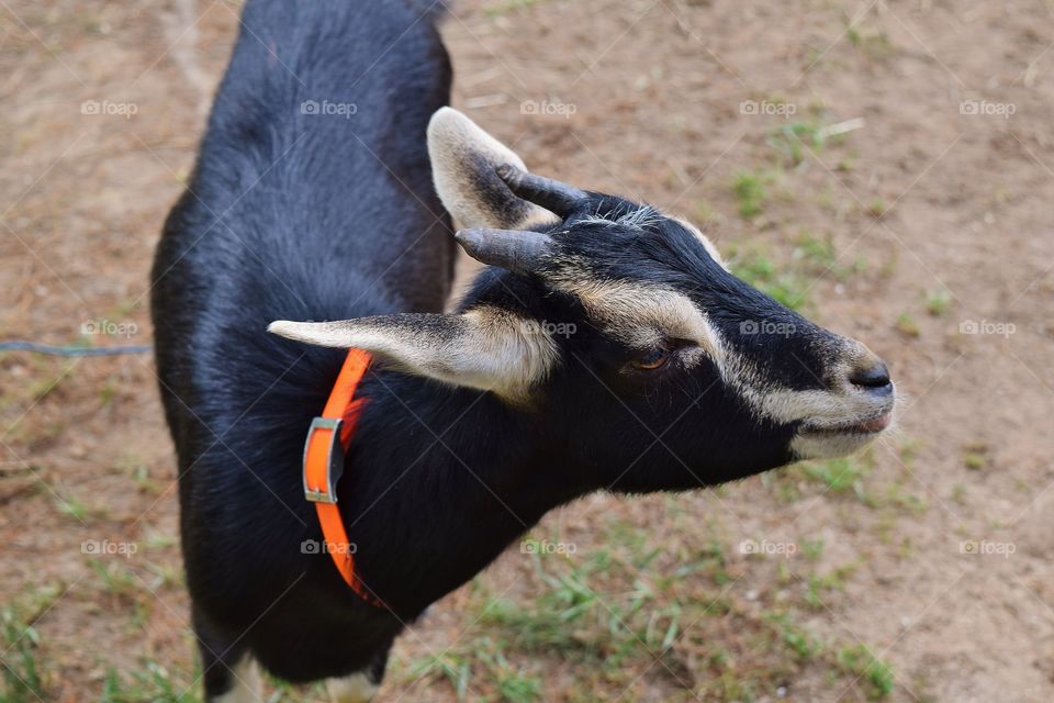 Close-up of a kid goat
