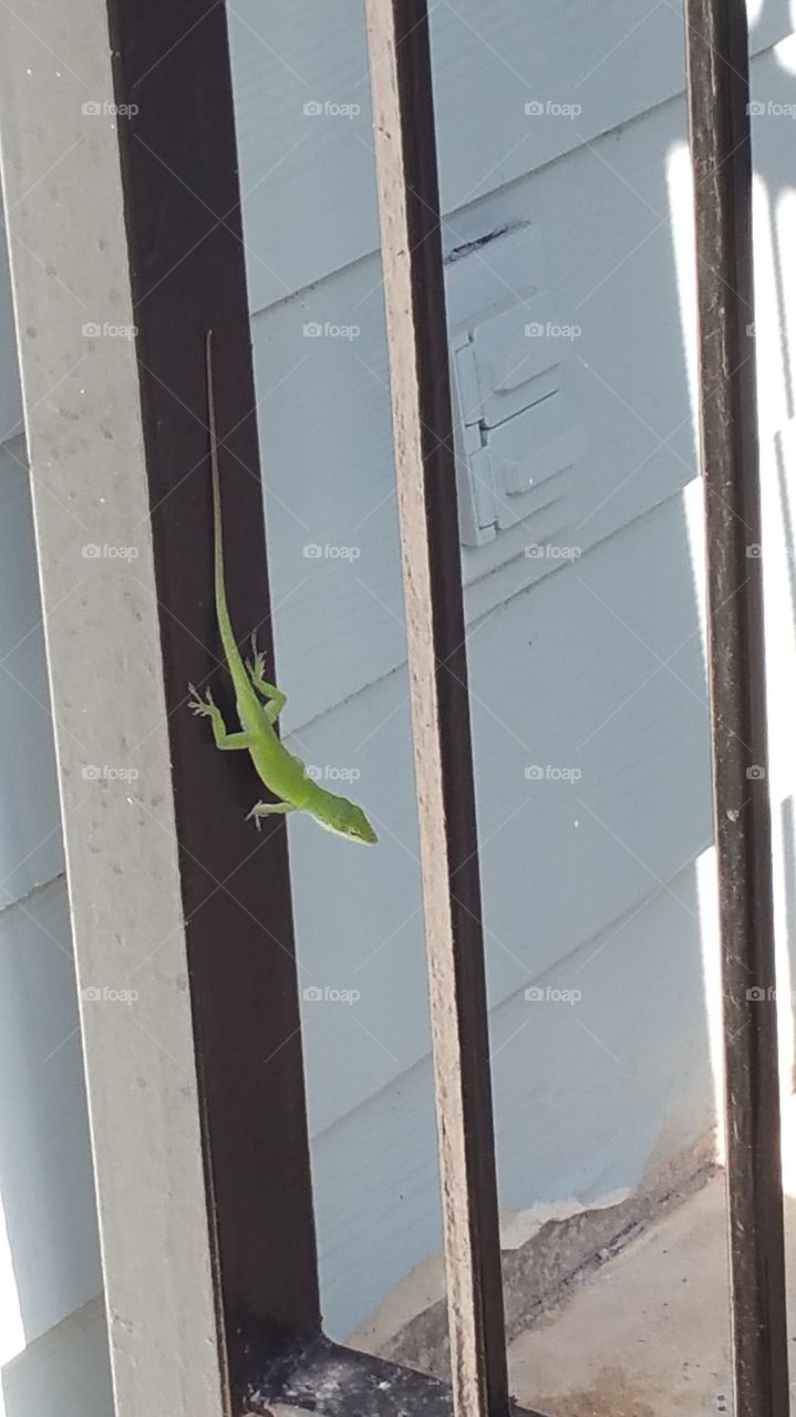 Gecko on the run