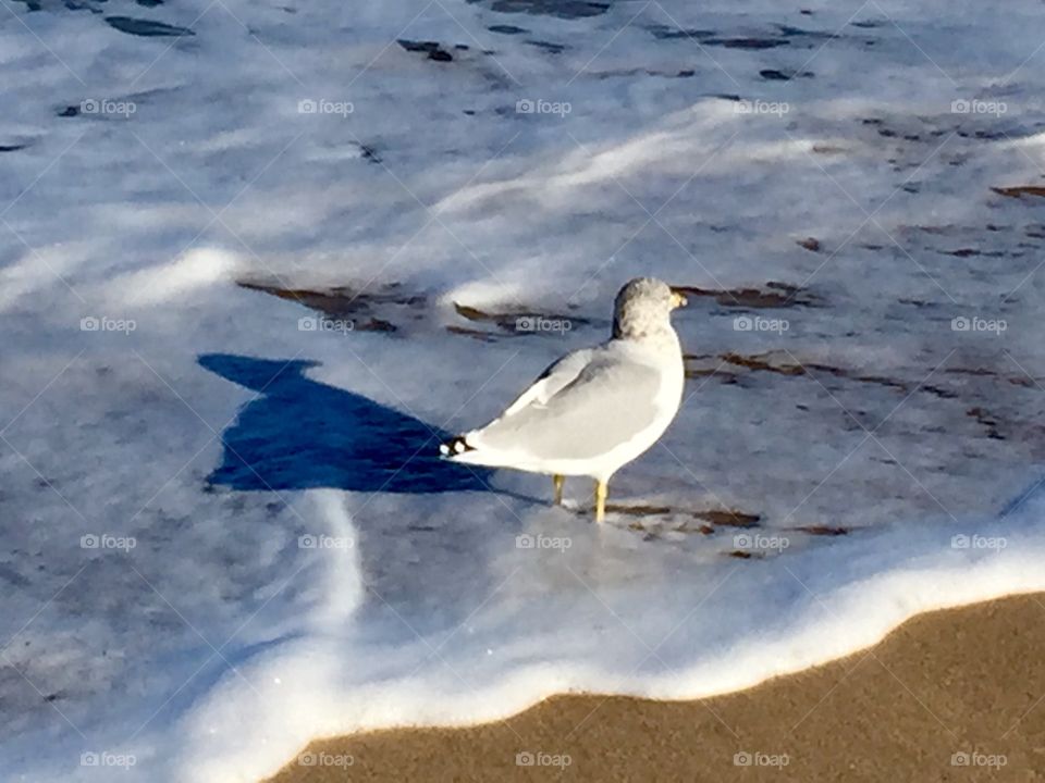 Pigeon playing in the surf