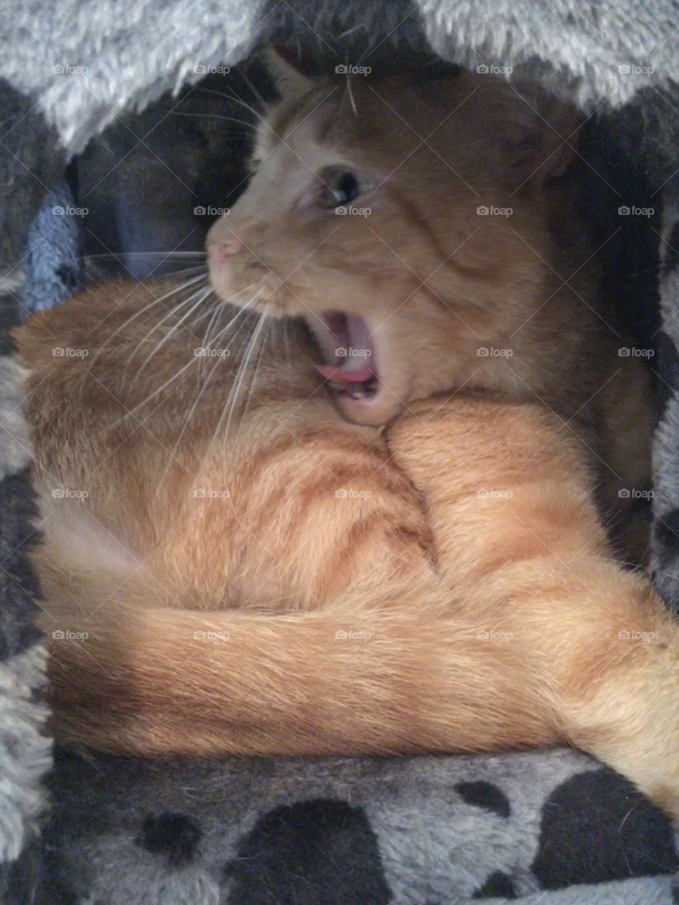 Eeeeek a mouse! Ginger cat yelling 