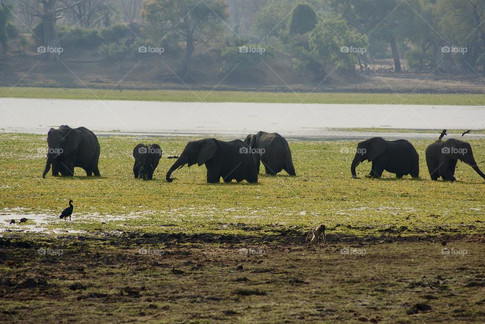 A herd of elephant waddling about in the weeds 