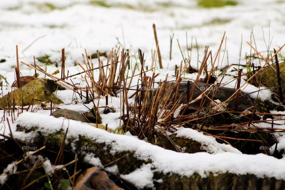 Winter plants poking through the snow 