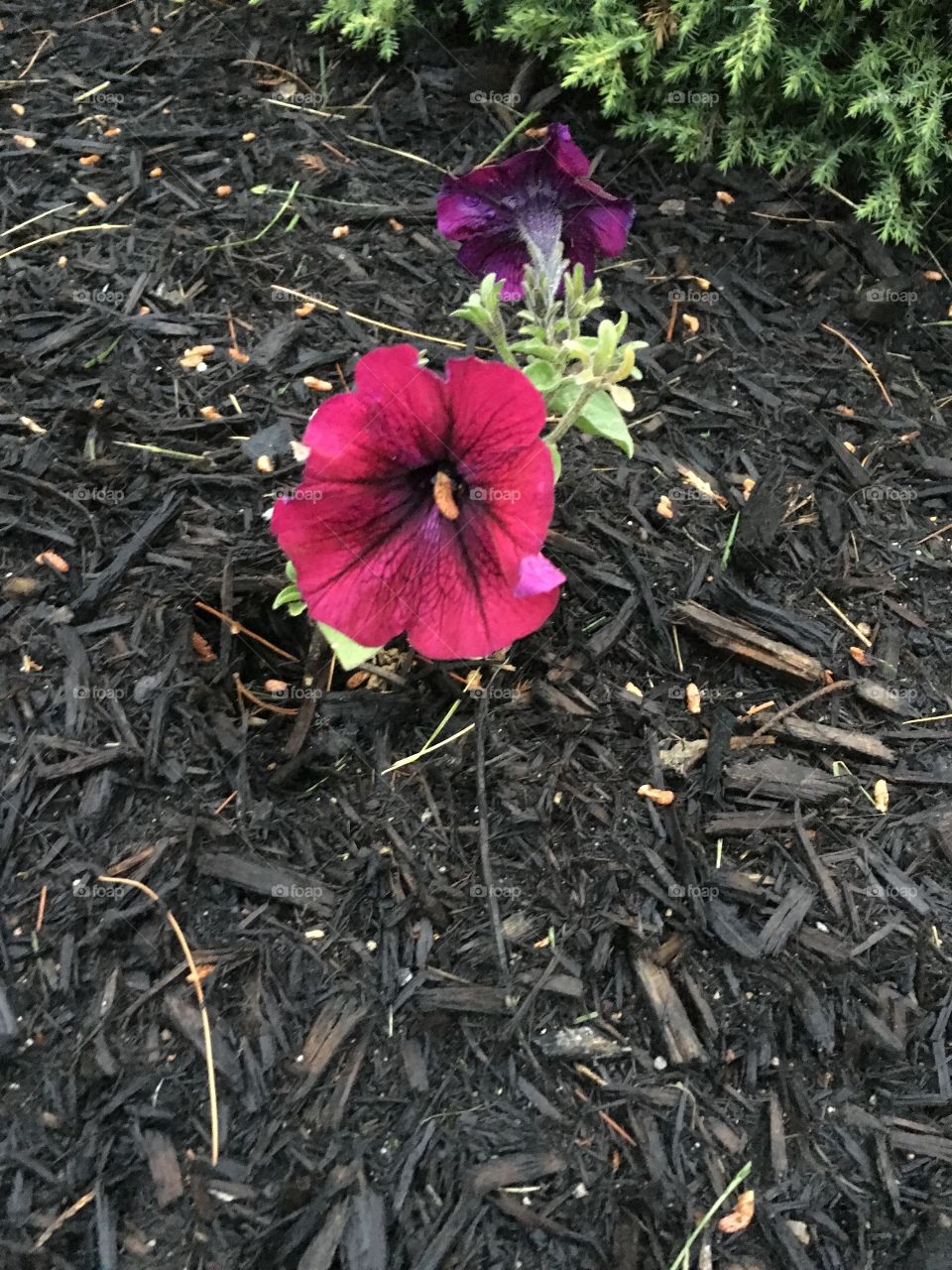 Pretty flower