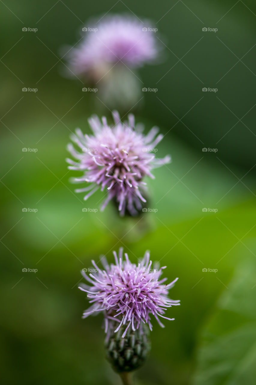 Greater burdock flowers