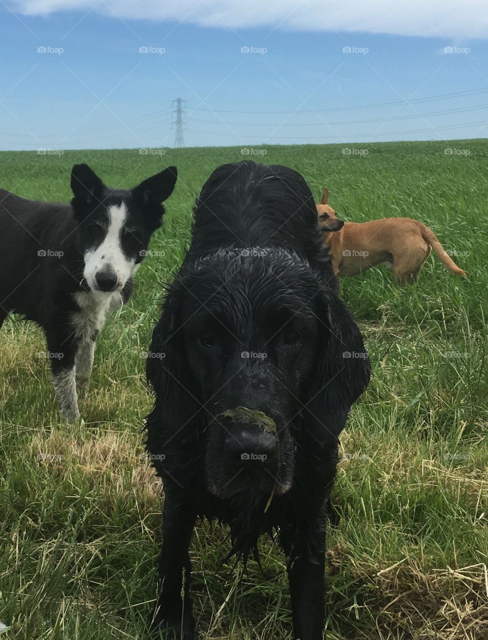 Get that slime off my aristocratic nose!  Collie, flatcoat retriever and chihuahua 