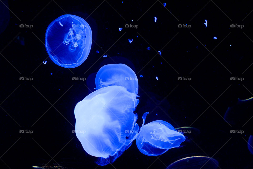 Sea Life, Jellyfish in Aquarium