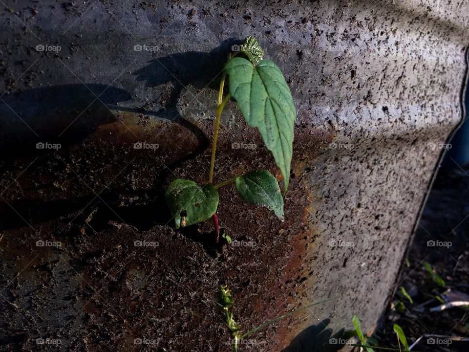 New growth, old home