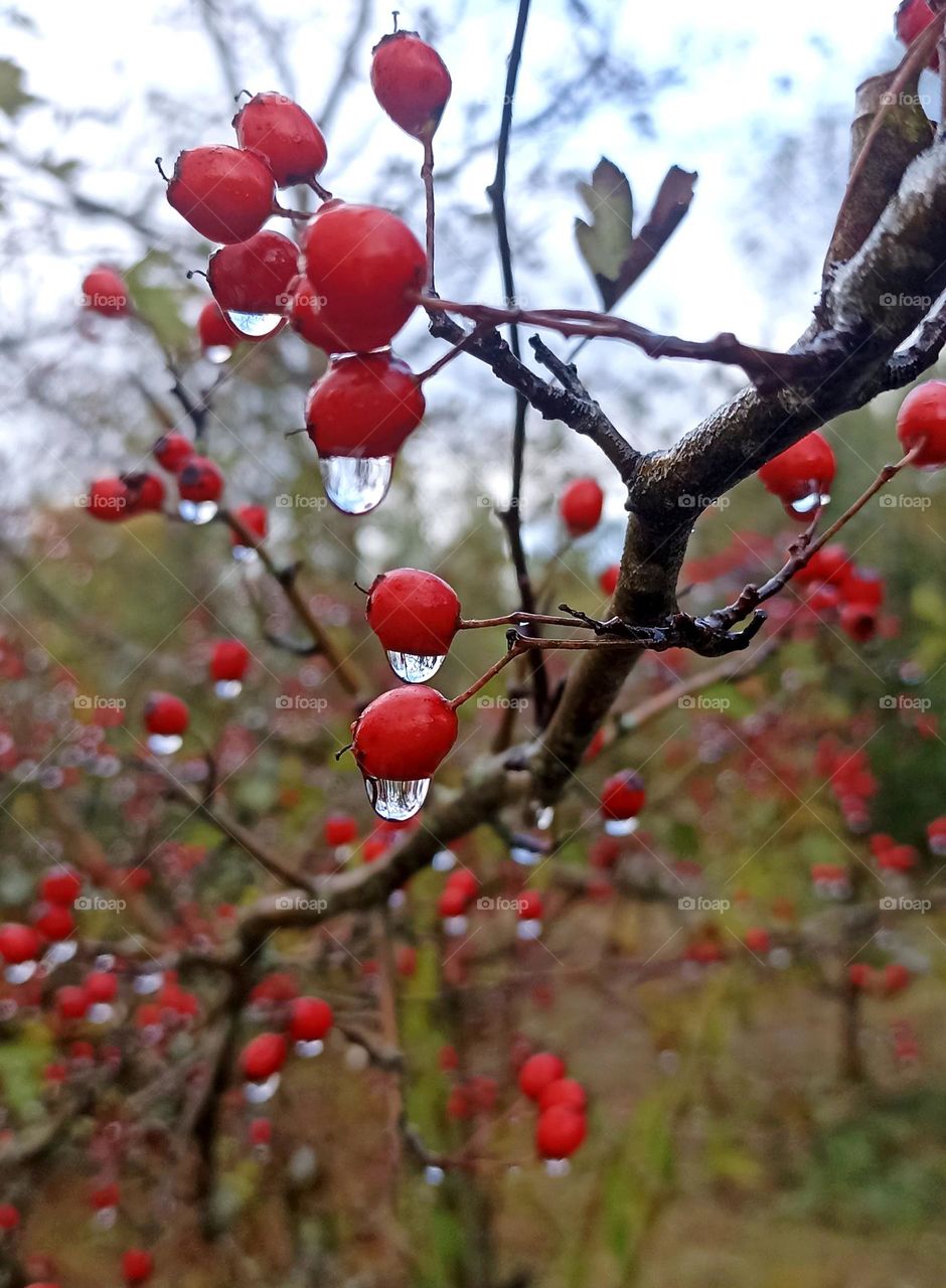 red berries and drops water 💦 beautiful autumn time